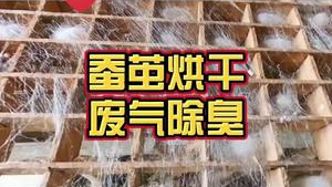 洁匠净化·的净工业除臭剂_【缫丝厂除臭】 蚕茧烘干杀蛹，保障蚕丝质量 但大量恶臭异味：腥臭味、烤焦味、酸败味