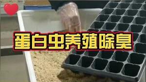 洁匠净化·的净工业除臭剂_蛋白虫养殖除臭剂安全吗？有必要吗？重视养殖环境除臭，才能提高产率！