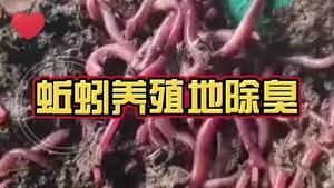 洁匠净化·的净工业除臭剂_蚯蚓养殖地除臭： 难闻异味该使用什么除臭剂？ 如何实现快速除臭？