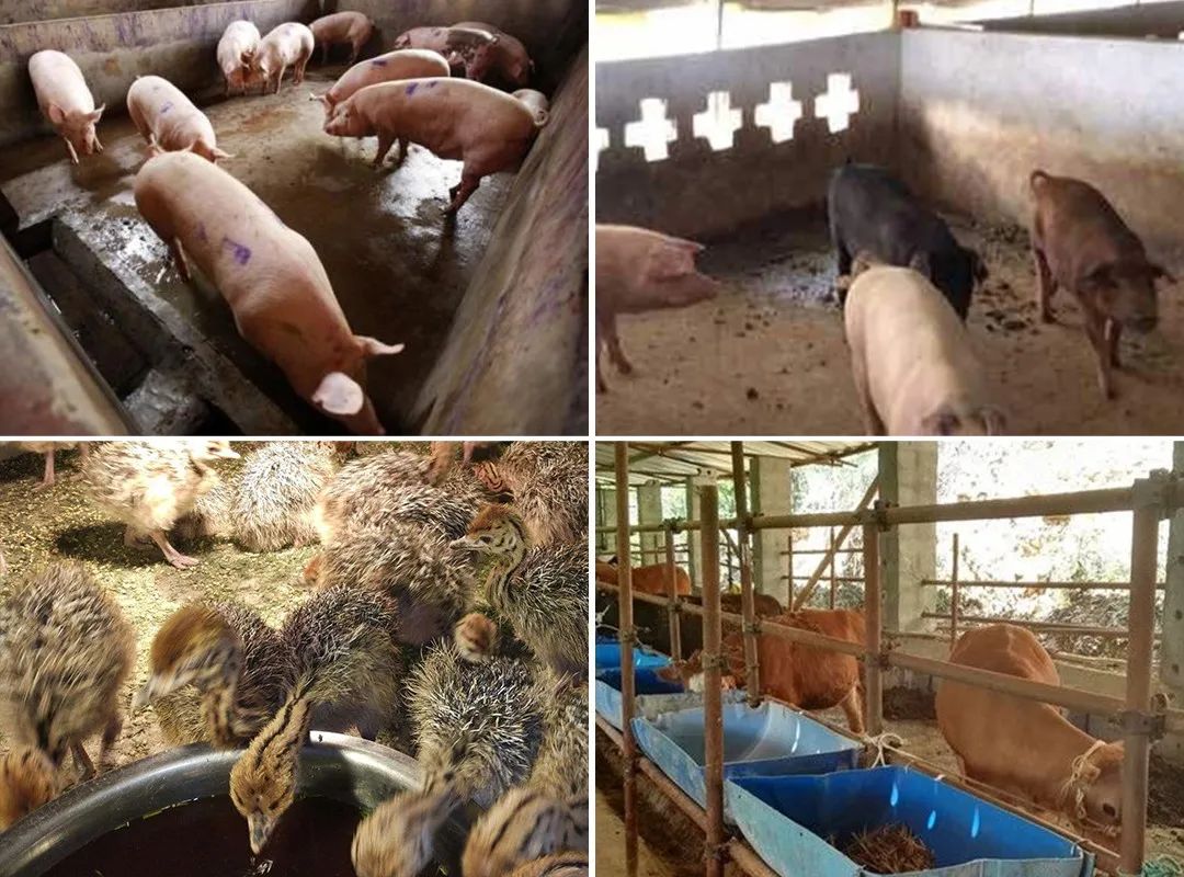 Dejing的净养殖场除臭剂如何迅速清理养殖场臭味？.jpg